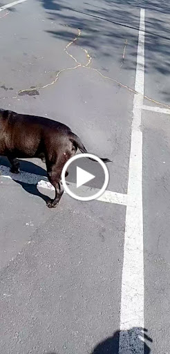 Pet Supply Store «Pet Food Express», reviews and photos, 5148 Stevens Creek Blvd, San Jose, CA 95129, USA