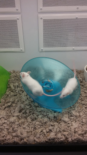 Pet Supply Store «Petco Animal Supplies», reviews and photos, 1429 W Pacheco Blvd, Los Banos, CA 93635, USA