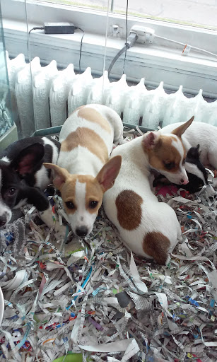 Pet Store «Animal House», reviews and photos, 7869 Hamilton Ave, Cincinnati, OH 45231, USA