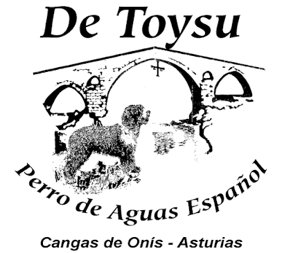 Perro de Aguas Espanol DE TOYSU en Cangas de Onís