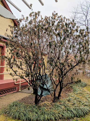 Museum «Lewis Howard Latimer House Museum», reviews and photos, 34-41 137th St, Flushing, NY 11354, USA