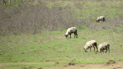 Venta de ovinos y caprinos – Massiel Morales