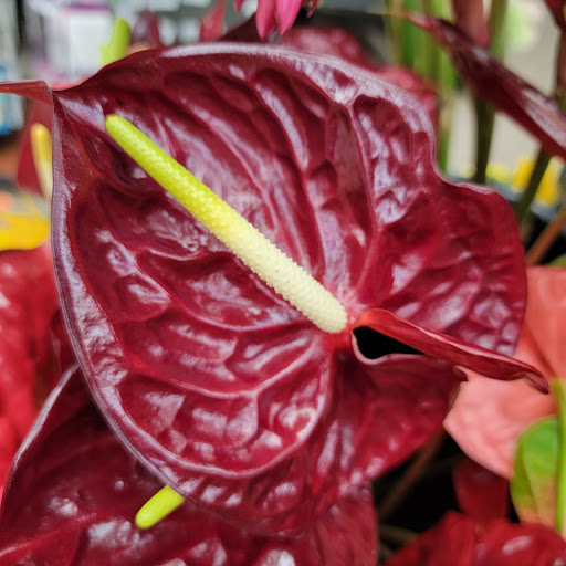 Florist «Metropolitan Plant & Flower», reviews and photos, 840 NJ-17, Paramus, NJ 07652, USA