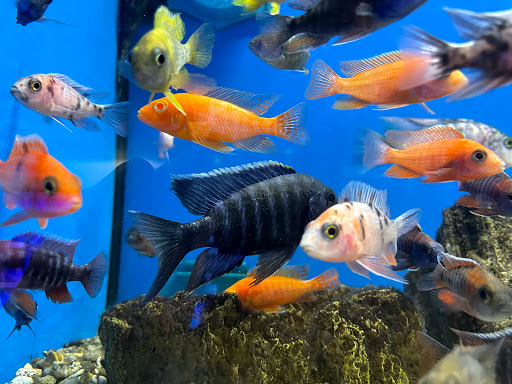 Tropical Fish Store «Tropical Pet Oasis», reviews and photos, 10218 Progress Ln, Parker, CO 80134, USA