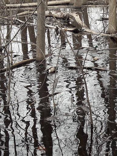 Nature Preserve «Red Oaks Nature Center», reviews and photos, 30300 Hales St, Madison Heights, MI 48071, USA