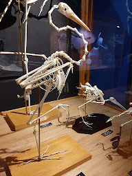 Photo n°19 de Muséum d'histoire naturelle à Perpignan ()