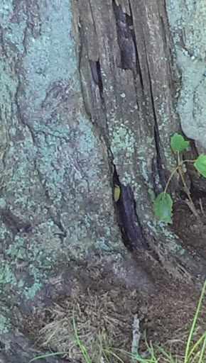 Golf Course «Hyatt HIlls Golf Complex», reviews and photos, 1300 Raritan Rd, Clark, NJ 07066, USA