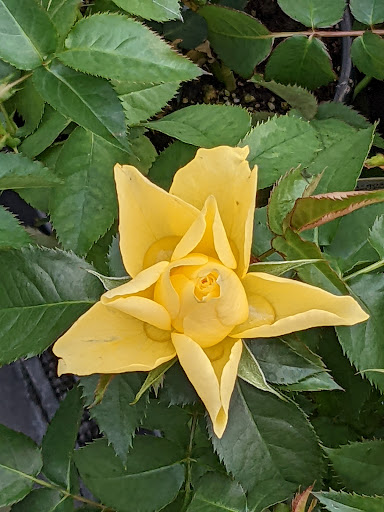 Department Store «Walmart Supercenter», reviews and photos, 4310 Montgomery Hwy, Dothan, AL 36303, USA