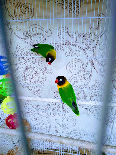 Pet Supply Store «E & M Pet Shop», reviews and photos, 5900 Whittier Blvd, Los Angeles, CA 90022, USA