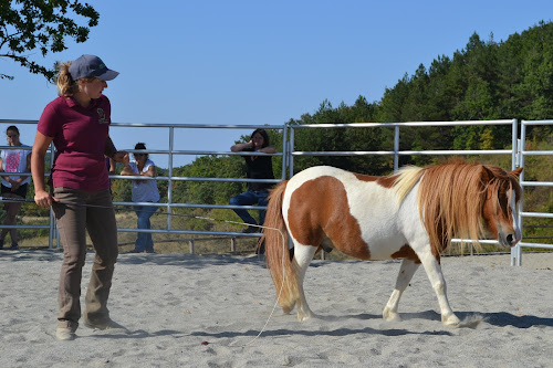 ACE HORSE FARM - Quarter fondation et paint horse - Stages et formations à Mirepoix