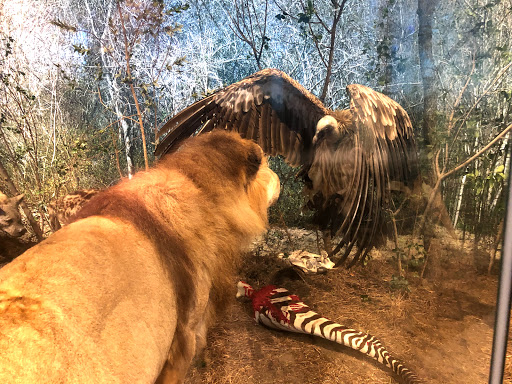 Museum «Museum of Fine Arts, Houston», reviews and photos, 1001 Bissonnet St, Houston, TX 77005, USA