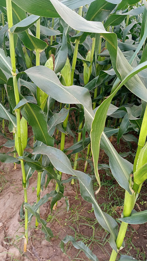 Grocery Store «Akshay Indian Grocery», reviews and photos, 2431 W Main St, Norristown, PA 19403, USA