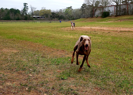 Park «Wiggins Village Park», reviews and photos, 565 Bryant Rd, Conroe, TX 77303, USA