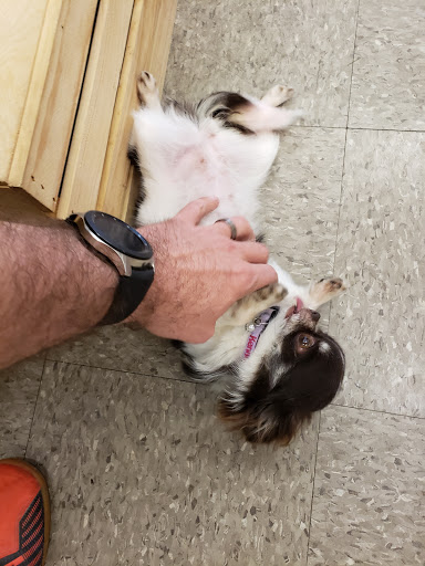 Pet Supply Store «Dog Day Afternoon», reviews and photos, 2527 Frank Scott Pkwy W, Belleville, IL 62223, USA