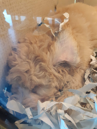 Pet Store «Puppies Plus LLC», reviews and photos, 6405 S Virginia St # 1, Reno, NV 89511, USA