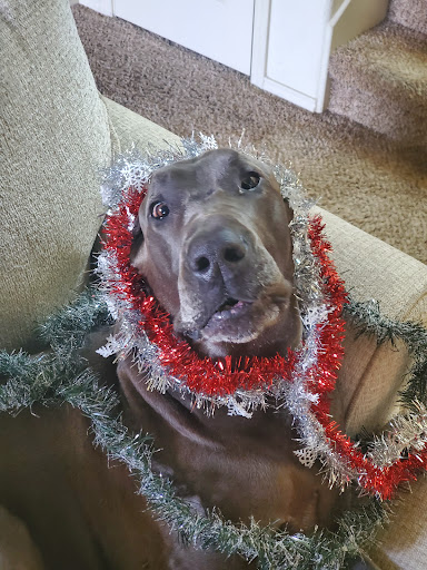 Pet Supply Store «PetSmart», reviews and photos, 1013 W University Ave, Georgetown, TX 78628, USA