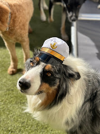 Whitaker Dog Day Camp - Dog Daycare, Boarding and Training - Photo 7 - Car repair in Los Angeles, CA, Los Angeles