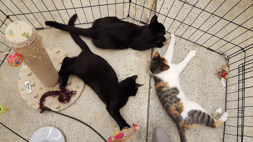 Pet Supply Store «Petco Animal Supplies», reviews and photos, 5938 Roswell Rd NE, Sandy Springs, GA 30328, USA