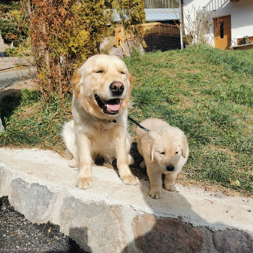 Pensioni per cani e dog hotel a Tierpension Kohlerhof