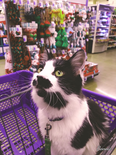 Pet Supply Store «PetSmart», reviews and photos, 8281 Troy Pike, Huber Heights, OH 45424, USA