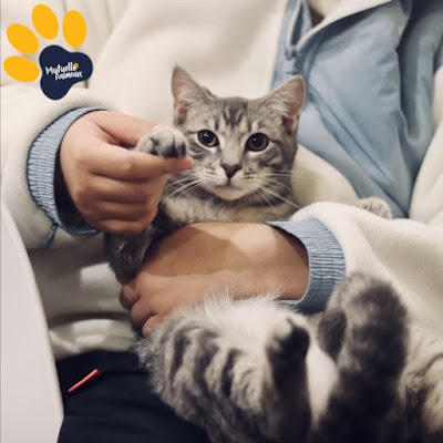 Mutuelle Animaux à Rennes
