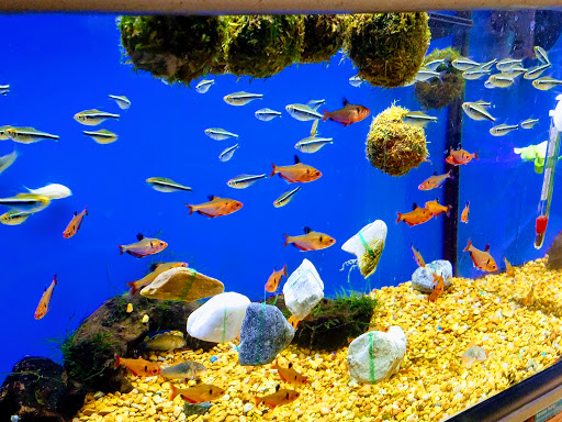 Tropical fish store Maryland