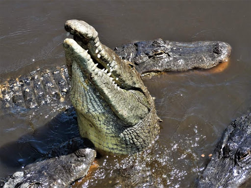 Zoo «St. Augustine Alligator Farm Zoological Park», reviews and photos, 999 Anastasia Blvd, St Augustine, FL 32080, USA