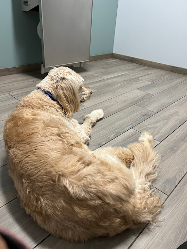 Homey Gnome Veterinary Clinic image