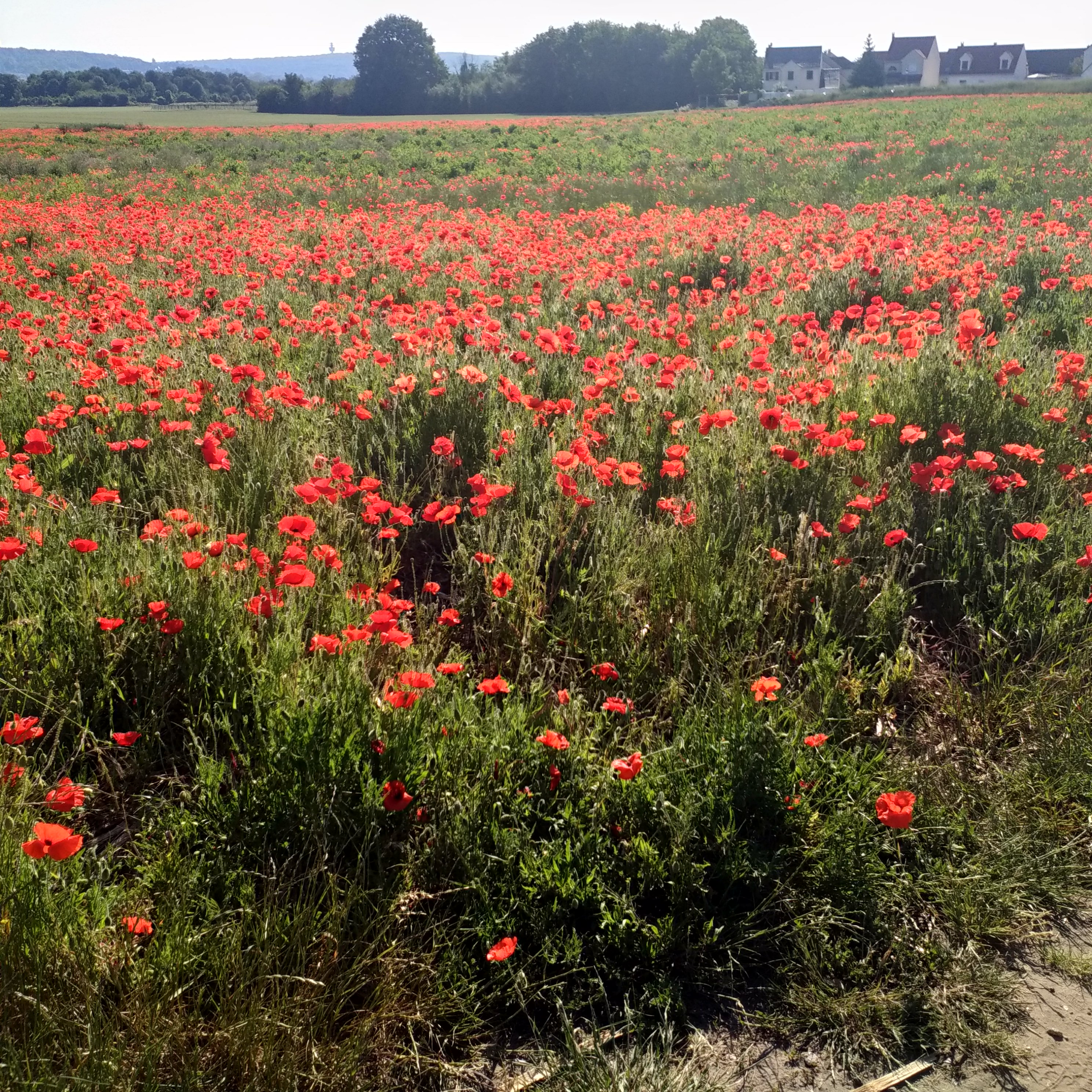 Photo n° 2 de l'avis de Françoise.e fait le 26/05/2020 à 08:48