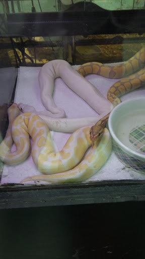 Pet Store «Inland Reef Pet Store», reviews and photos, 817 Cross Lanes Dr, Cross Lanes, WV 25313, USA