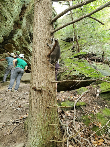 Tourist Attraction «High Rock Adventures - Hocking Hills Ecotours», reviews and photos, 10108 Opossum Hollow Rd, Rockbridge, OH 43149, USA