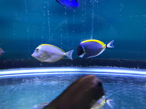 Pet Store «Acuario Piscis», reviews and photos, 3040 W Cermak Rd, Chicago, IL 60623, USA