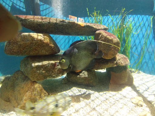 Aquarium «Woods Hole Science Aquarium», reviews and photos, 166 Water St, Woods Hole, MA 02543, USA