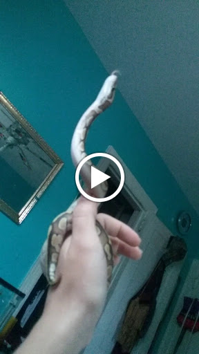 Pet Store «Critter Castle», reviews and photos, 1461 Boiling Springs Rd, Spartanburg, SC 29303, USA