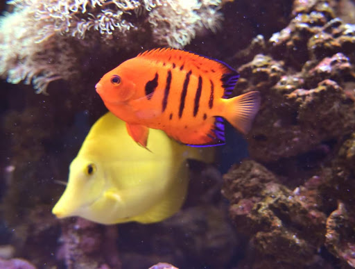 Pet Supply Store «All About Pets», reviews and photos, 9285 Cincinnati Columbus Rd, West Chester Township, OH 45069, USA