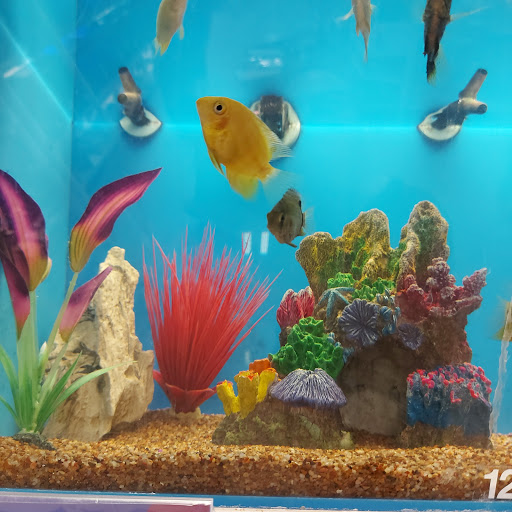 Pet Supply Store «PetSmart», reviews and photos, 428 Randall Rd, South Elgin, IL 60177, USA