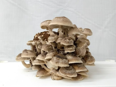 Bristol Mushrooms