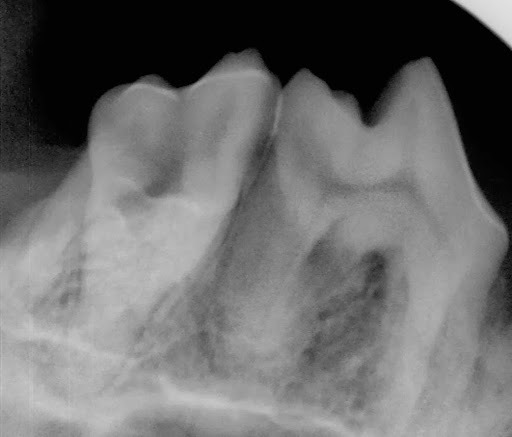 Kennel «Beaver Brook Pet Center & Pet Lodge», reviews and photos, 77 Elmgreen Ln, Evergreen, CO 80439, USA