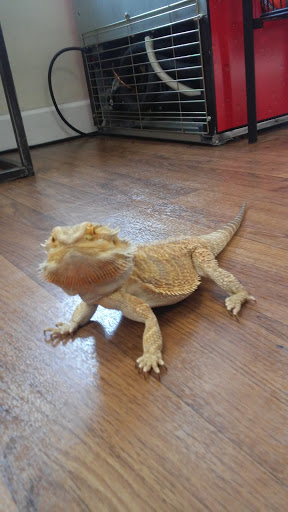 Pet Adoption Service «Pet Things», reviews and photos, 6880 Douglas Blvd E, Douglasville, GA 30135, USA