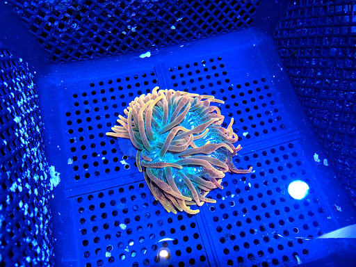 Tropical Fish Store «Elite Reef», reviews and photos, 8410 Wadsworth Blvd F, Arvada, CO 80003, USA