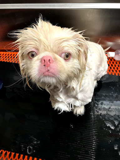 Pet Supply Store «Unleashed by Petco», reviews and photos, 3300 Lakeshore Ave, Oakland, CA 94610, USA