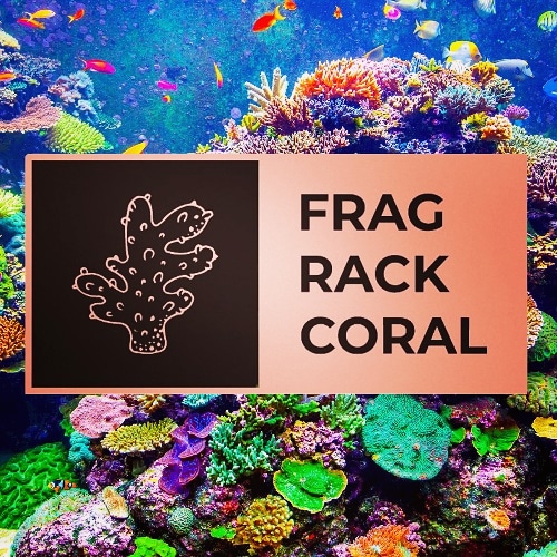 Frag Rack Coral