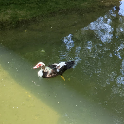 Park «Lions Park», reviews and photos, 1099 S Peach St, Duncanville, TX 75137, USA