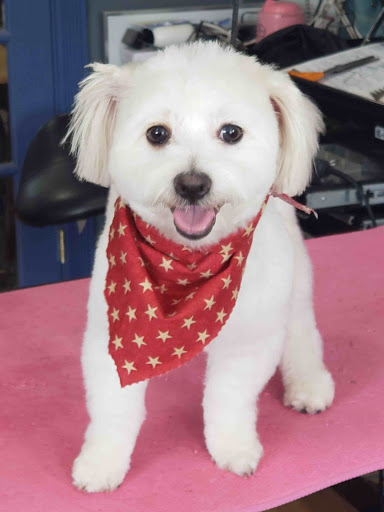 Pet Groomer «Ufuri Pet Salon», reviews and photos, 235 Huron Ave, Port Huron, MI 48060, USA