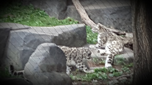 Zoo «Fragile Desert», reviews and photos, 3300 Golf Rd, Brookfield, IL 60513, USA