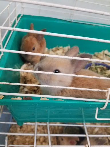 Pet Store «Animal Pet Shop Corporation», reviews and photos, 10843 SW 40th St, Miami, FL 33165, USA