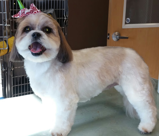 Pet Supply Store «Ma & Paws Pet Supplies», reviews and photos, 206 Anderson Ln N #200, Hendersonville, TN 37075, USA