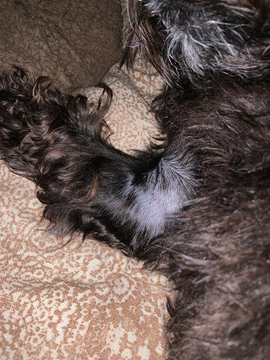 Pet Groomer «Tidy Dog Pet Supply & Salon», reviews and photos, 2612 Lebanon Pike A, Nashville, TN 37214, USA