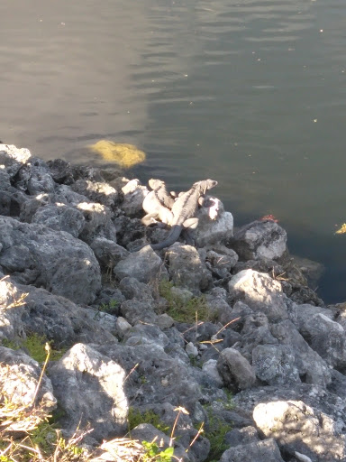 Park «A.D. (Doug) Barnes Park», reviews and photos, 3401 SW 72nd Ave, Miami, FL 33155, USA