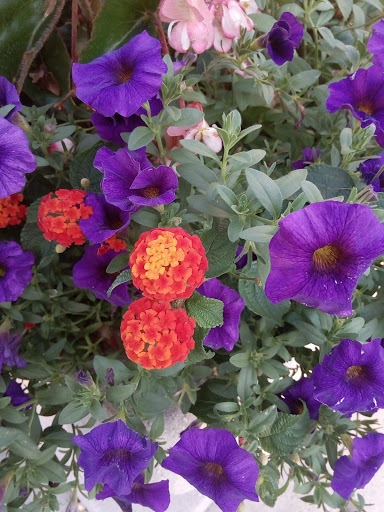 Supermarket «Stop & Shop», reviews and photos, 424 Raritan Ave, Highland Park, NJ 08904, USA